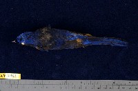 藏品(黃腹琉璃)的圖片